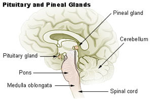 pituitary-and-pineal-glands.jpg
